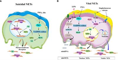 Diabetes-associated neutrophil NETosis: pathogenesis and interventional target of diabetic complications